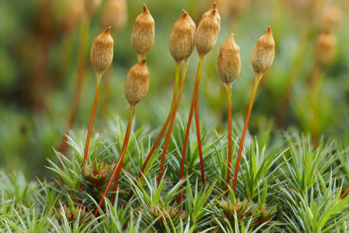The moss Polytrichum juniperinum showing red stalked sporophyte offspring growing on the parent plants